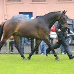 Alfie at Balmoral