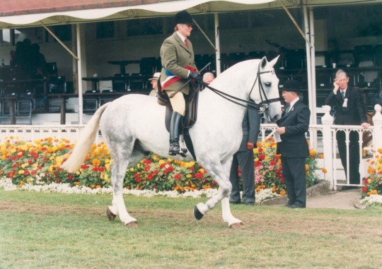 Jack Jones - RDS Champion Cob