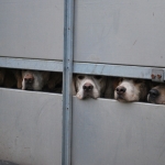 South Tyrone Foxhounds