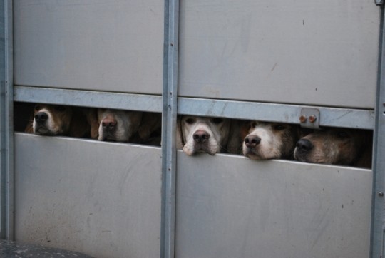 South Tyrone Foxhounds
