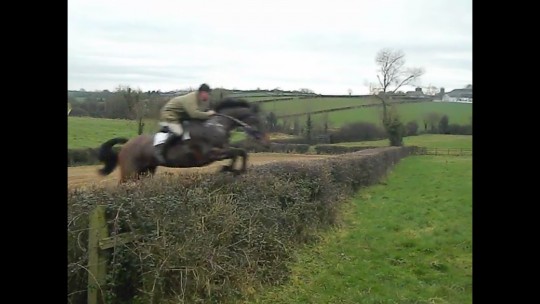 hedge