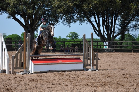 Dougal - Arena Eventing