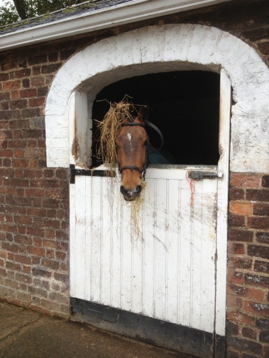 Zeb in Stable