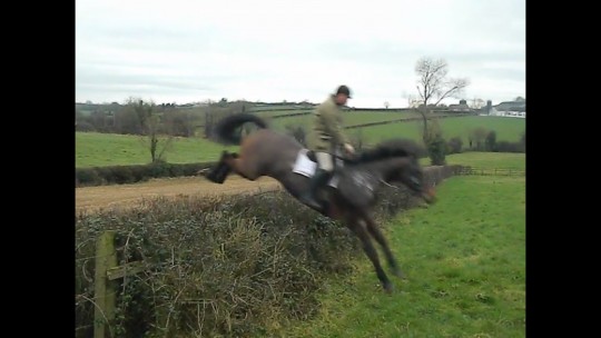 Hedge