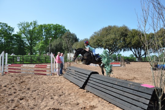 Dougal - Arena Eventing