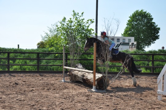 Dougal - Arena Eventing